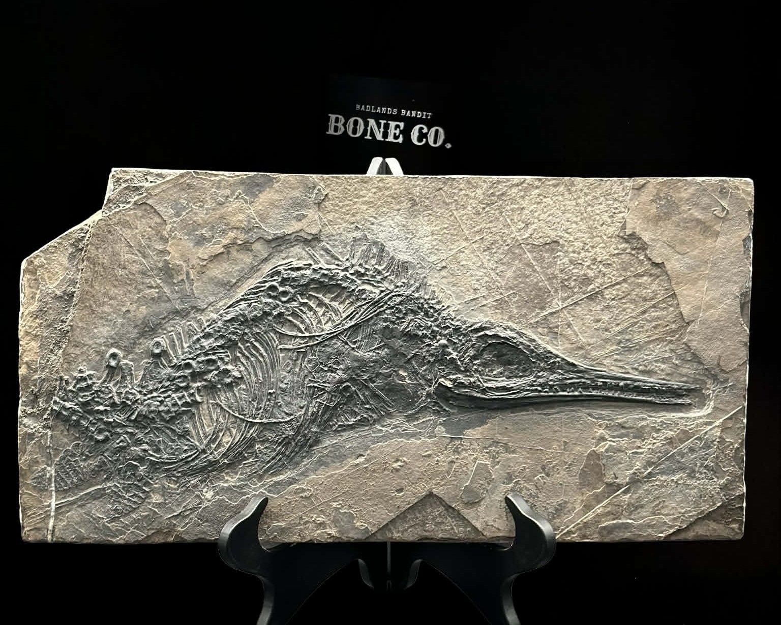 Ichthyosaur