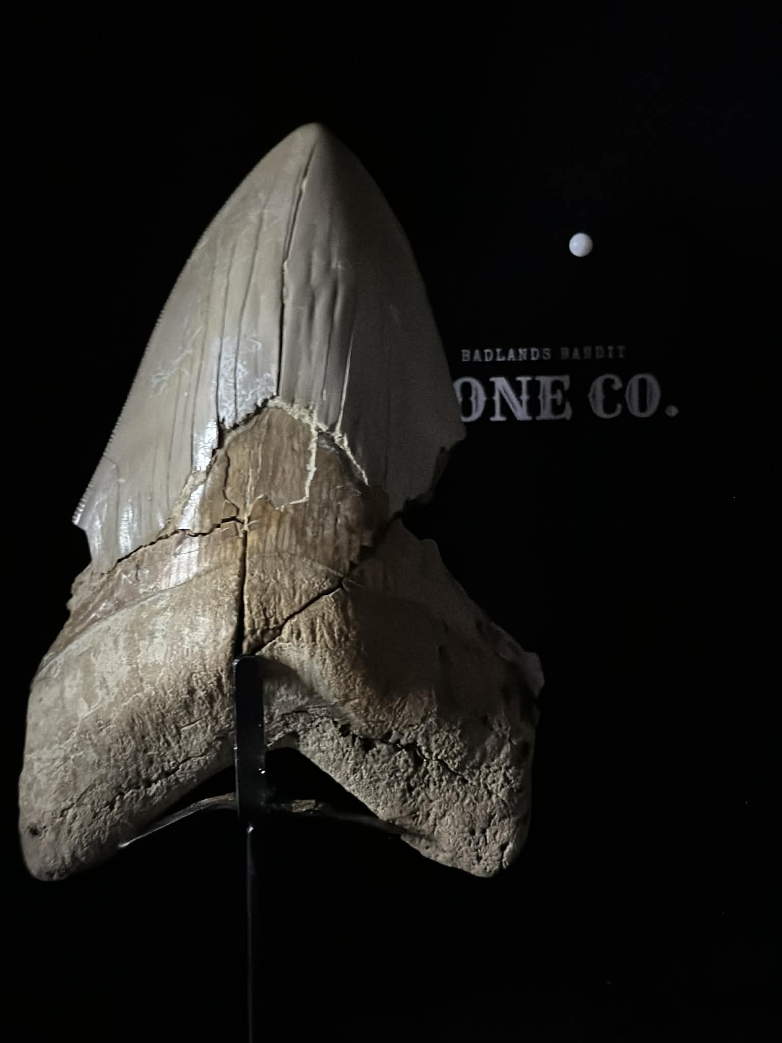Megalodon Tooth